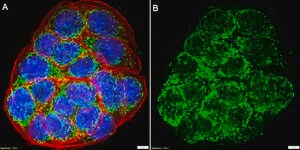 Anti-Trypsin Antibody, clone 1F6 ZooMAb&#174; Rabbit Monoclonal recombinant, expressed in HEK 293 cells