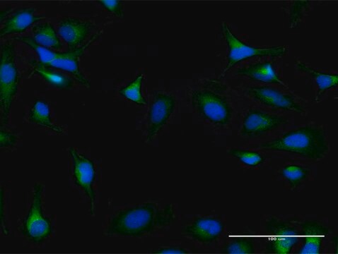 Anti-DIAPH1 antibody produced in mouse purified immunoglobulin, buffered aqueous solution