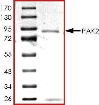 PAK2, GST tagged human recombinant, expressed in baculovirus infected Sf9 cells, &#8805;70% (SDS-PAGE), buffered aqueous glycerol solution