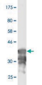 Monoclonal Anti-ATP6AP1 antibody produced in mouse clone 3B11, purified immunoglobulin, buffered aqueous solution