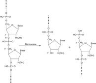 Benzonase&#174; suitable for biopharmaceutical production EMPROVE&#174; bio