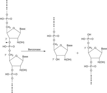 Benzonase&#174; Nuclease HC, Purity > 90%