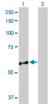 Anti-NUP98 antibody produced in rabbit purified immunoglobulin, buffered aqueous solution