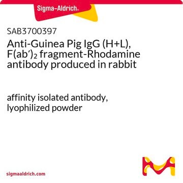 Anti-Guinea Pig IgG (H+L), F(ab&#8242;)2 fragment-Rhodamine antibody produced in rabbit affinity isolated antibody, lyophilized powder