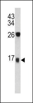 ANTI-DCD(C-TERMINAL) antibody produced in rabbit purified immunoglobulin, buffered aqueous solution