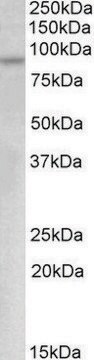 Anti-MYB antibody produced in goat affinity isolated antibody, buffered aqueous solution