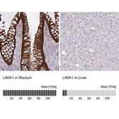 Anti-LIMA1 antibody produced in rabbit Prestige Antibodies&#174; Powered by Atlas Antibodies, affinity isolated antibody, buffered aqueous glycerol solution