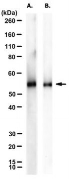 Anti-Tau Antibody, clone 9B4