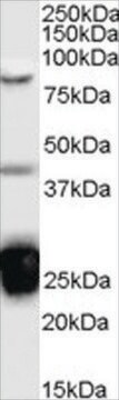 Anti-TIA1 antibody produced in goat affinity isolated antibody, buffered aqueous solution