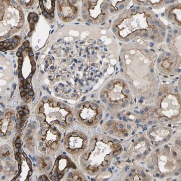 Anti-KCNJ15 antibody produced in rabbit Prestige Antibodies&#174; Powered by Atlas Antibodies, affinity isolated antibody, buffered aqueous glycerol solution