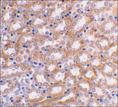 Anti-IRF3 antibody produced in rabbit affinity isolated antibody, buffered aqueous solution