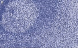 Anti-cleaved PARP-1 Antibody, clone 2G13 Antibody, ZooMAb&#174; Rabbit Monoclonal recombinant, expressed in HEK 293 cells