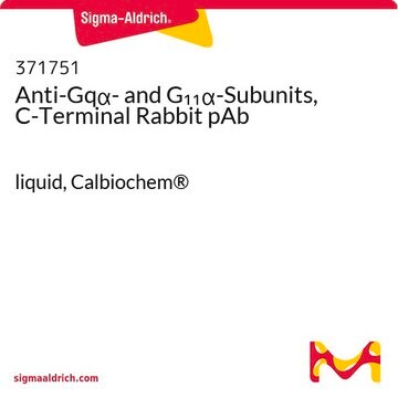 Anti-Gq&#945;- and G&#8321;&#8321;&#945;-Subunits, C-Terminal Rabbit pAb liquid, Calbiochem&#174;