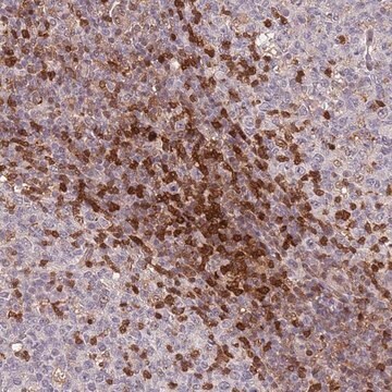 Anti-GBP2 antibody produced in rabbit Prestige Antibodies&#174; Powered by Atlas Antibodies, affinity isolated antibody, buffered aqueous glycerol solution