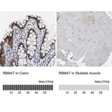 Anti-RBM47 antibody produced in rabbit Prestige Antibodies&#174; Powered by Atlas Antibodies, affinity isolated antibody, buffered aqueous glycerol solution