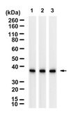 Anti-FPR1 Antibody, clone 1D14 ZooMAb&#174; Rabbit Monoclonal recombinant, expressed in HEK 293 cells