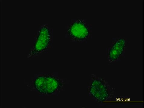 Monoclonal Anti-LHX4 antibody produced in mouse clone 2B12, purified immunoglobulin, buffered aqueous solution