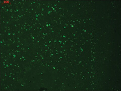 Monoclonal Anti-HCN3 antibody produced in mouse clone S141-28, 1&#160;mg/mL, purified immunoglobulin