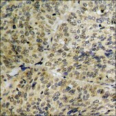 Anti-phospho-c-Jun (pThr239) antibody produced in rabbit affinity isolated antibody
