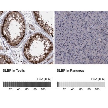 Anti-SLBP antibody produced in rabbit Prestige Antibodies&#174; Powered by Atlas Antibodies, affinity isolated antibody, buffered aqueous glycerol solution