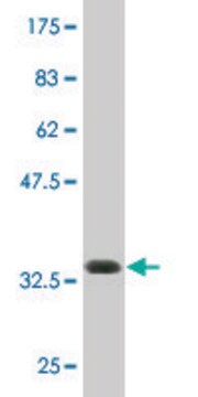 Monoclonal Anti-ATP8B4 antibody produced in mouse clone 4D5, purified immunoglobulin, buffered aqueous solution