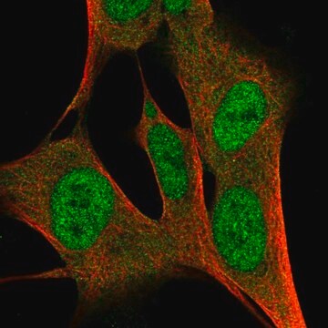 Anti-ZFP3 antibody produced in rabbit Prestige Antibodies&#174; Powered by Atlas Antibodies, affinity isolated antibody