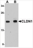 Anti-CLDN1 antibody produced in rabbit affinity isolated antibody, buffered aqueous solution