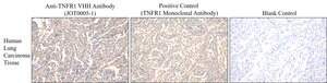 Alpaca Anti-hTNFR, recombinant single domain Antibody Recombinant Alpaca(VHH) Nano antibody