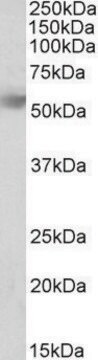 Anti-RHBG (C-terminal) antibody produced in goat affinity isolated antibody, buffered aqueous solution