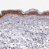 Anti-Anti-PTGS1 antibody produced in rabbit Prestige Antibodies&#174; Powered by Atlas Antibodies, affinity isolated antibody, buffered aqueous glycerol solution