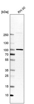 Anti-APPL1 Prestige Antibodies&#174; Powered by Atlas Antibodies, affinity isolated antibody, buffered aqueous glycerol solution