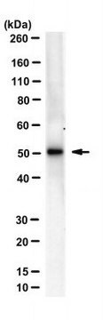 Anti-IRF-3 Antibody, clone AR-1