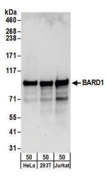 Rabbit anti-BARD1 Antibody, Affinity Purified Powered by Bethyl Laboratories, Inc.