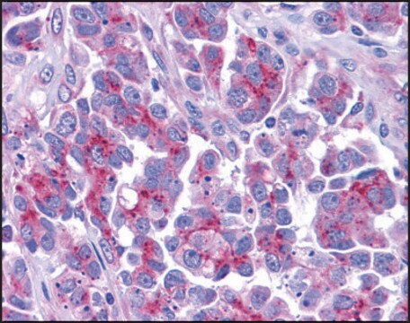 Anti-Smac antibody produced in rabbit affinity isolated antibody, buffered aqueous solution