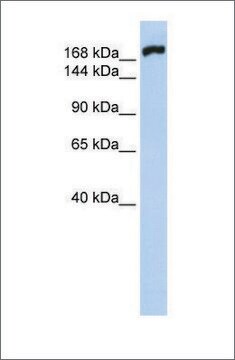 Anti-MYH10 affinity isolated antibody