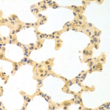 Anti-IRF3 antibody produced in rabbit