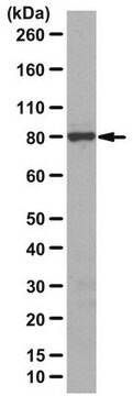 Anti-Cullin-4A from rabbit, purified by affinity chromatography