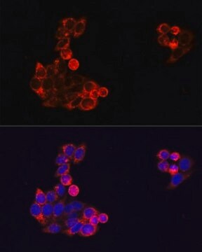 Anti- EGFR antibody produced in rabbit