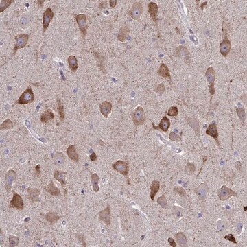 Anti-SPATS2L antibody produced in rabbit Prestige Antibodies&#174; Powered by Atlas Antibodies, affinity isolated antibody, buffered aqueous glycerol solution