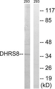Anti-DHRS8 antibody produced in rabbit affinity isolated antibody