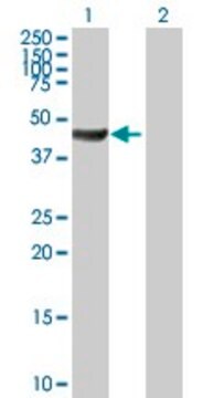 Anti-ACTR10 antibody produced in mouse IgG fraction of antiserum, buffered aqueous solution