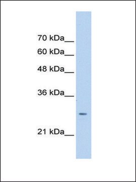 Anti-ASPH affinity isolated antibody