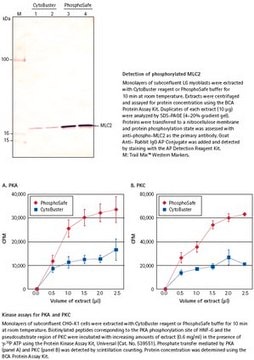 PhosphoSafe Extraction Reagent Novagen&#8242;s PhosphoSafe Extraction Buffer efficiently extracts cytosolic proteins from mammalian and insect cells while preserving their phosphorylation state.