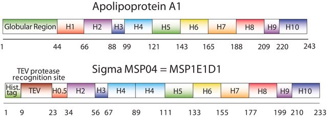 Membrane Scaffold Protein 1E1D1 recombinant, expressed in E. coli, buffered aqueous solution