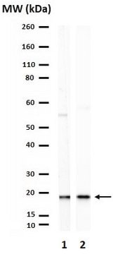 Anti-Cdc42 Antibody from rabbit