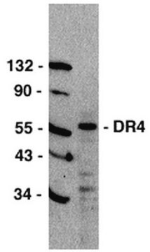 Anti-DR4 Antibody, CT Chemicon&#174;, from rabbit