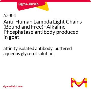 Anti-Human Lambda Light Chains (Bound and Free)&#8722;Alkaline Phosphatase antibody produced in goat affinity isolated antibody, buffered aqueous glycerol solution