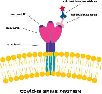 SARS-CoV-2 (COVID-19) Inhibitors Screening Kit&nbsp; Based on SPIKE - ACE2 Binding Assay, Colorimetric, sufficient for 200 tests