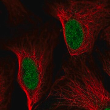 Anti-DDIT3 antibody produced in rabbit Prestige Antibodies&#174; Powered by Atlas Antibodies, affinity isolated antibody