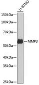 Anti-MMP3 antibody produced in rabbit